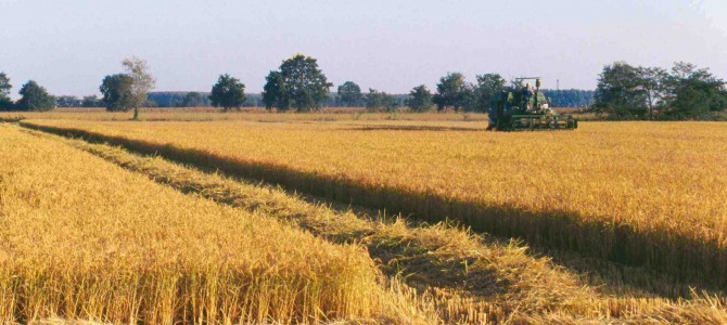 Ripensare l’agricoltura: il Senato approva il collegato agricolo