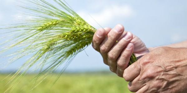 Agroalimentare: rilancio e potenzialità sociale