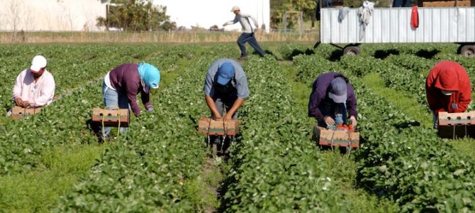 Stop al caporalato, il Senato dice sì alla nuova legge