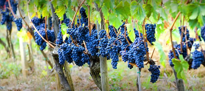 Una nuova norma per valorizzare il vino made in Italy